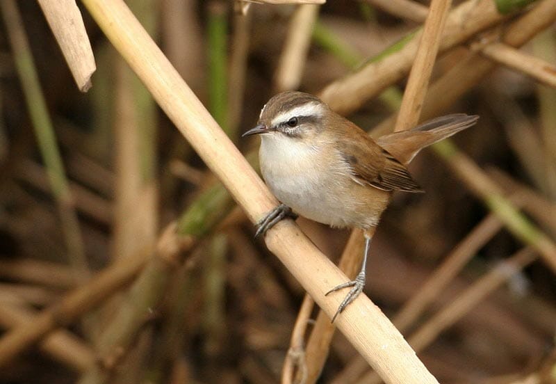Moustached Warbler