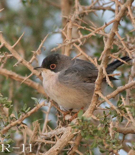 Menetries’s Warbler