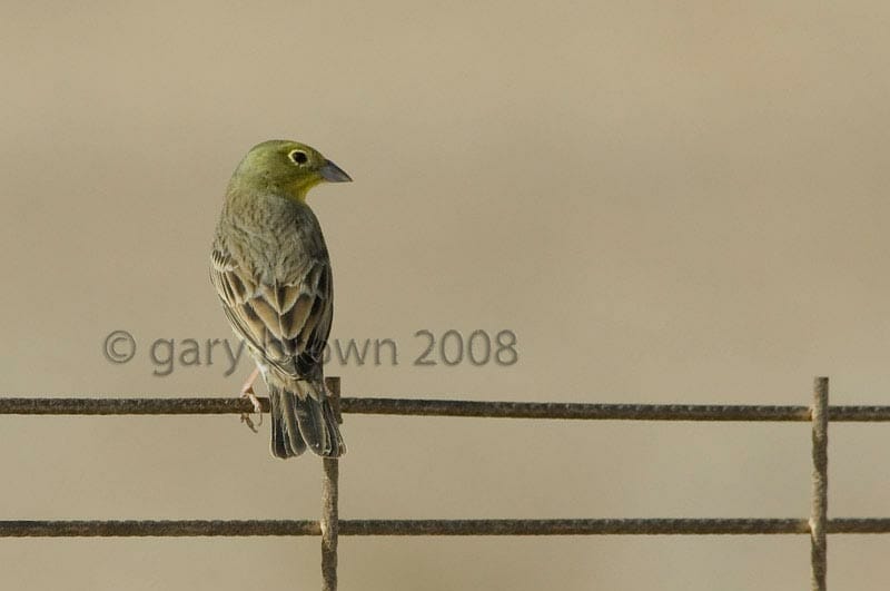 Cinereous Bunting Emberiza cineracea semenowi on wires