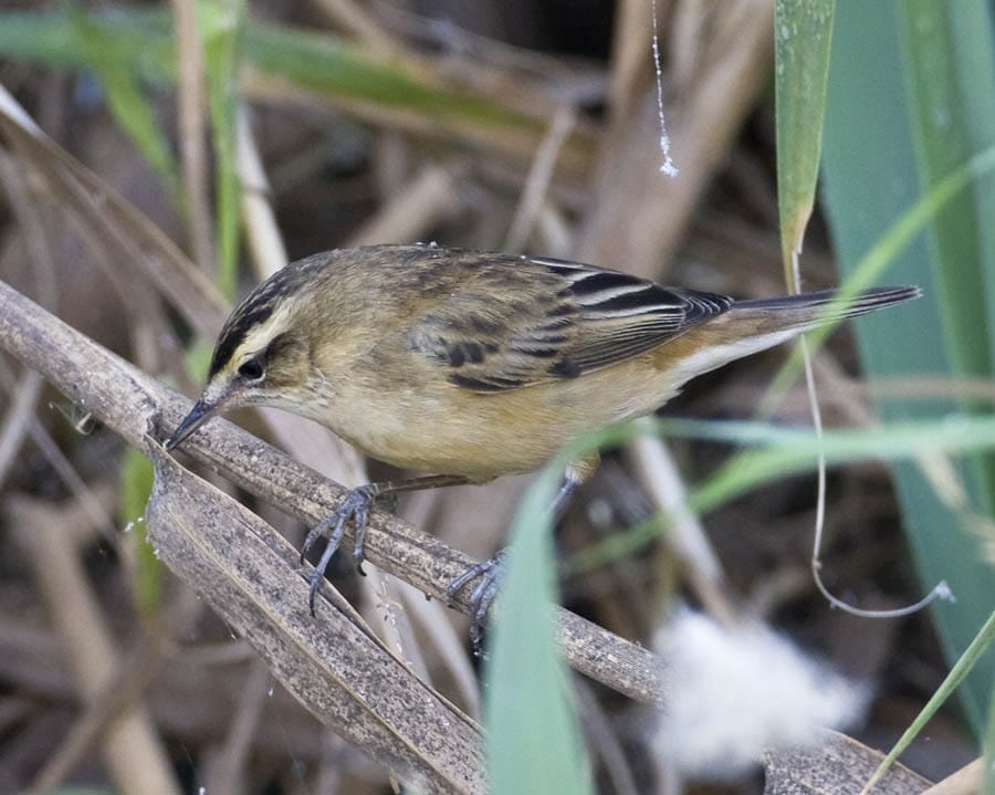 Sedge Warbler Acrocephalus schoenobaenus
