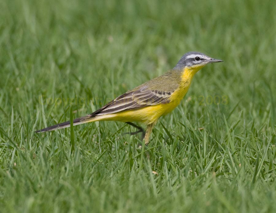 Sykes’s Wagtail Motacilla (flava) beema on grass