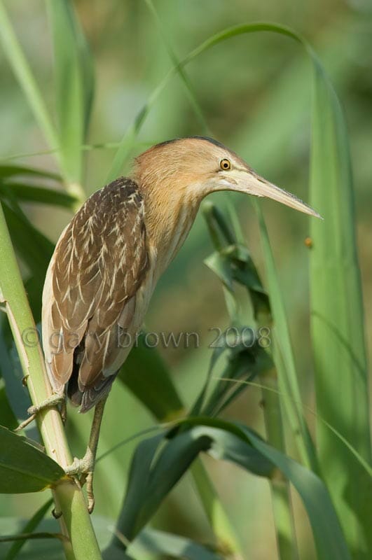 Little Bittern Ixobrychus minutus on reed stems