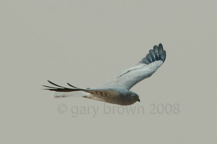 Montagu’s Harrier Circus pygargus in flight