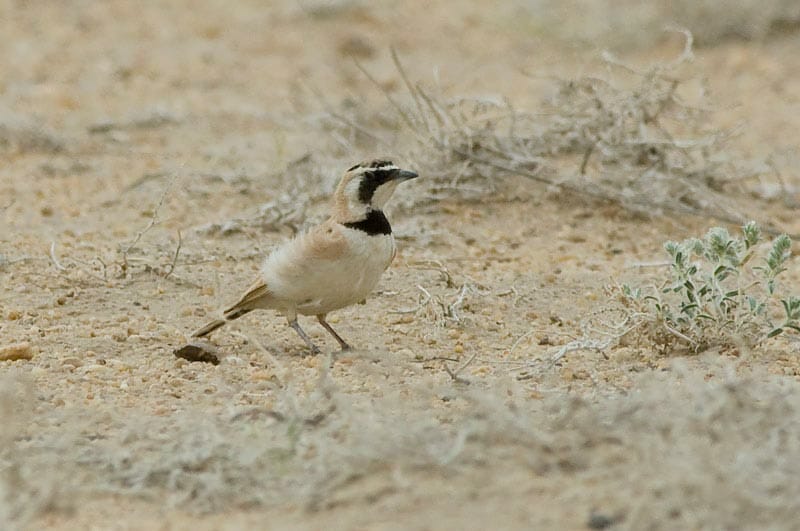 Temminck’s Lark Eremophila bilopha on ground