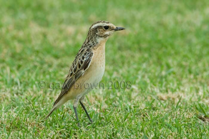 Whinchat Saxicola rubetra on grass