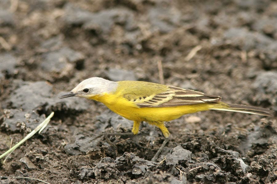 White-headed Wagtail Motacilla (flava) leucocephala on ground