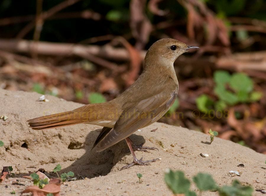 Common Nightingale perching on the ground