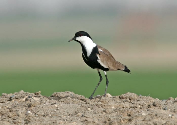 Spur-winged Lapwing perched on a heap of sand