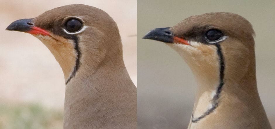 Collared/Oriental Pratincole heads Oriental Pratincole Glareola maldivarum