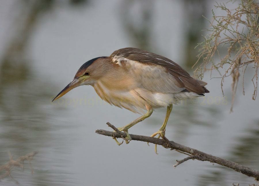Little Bittern