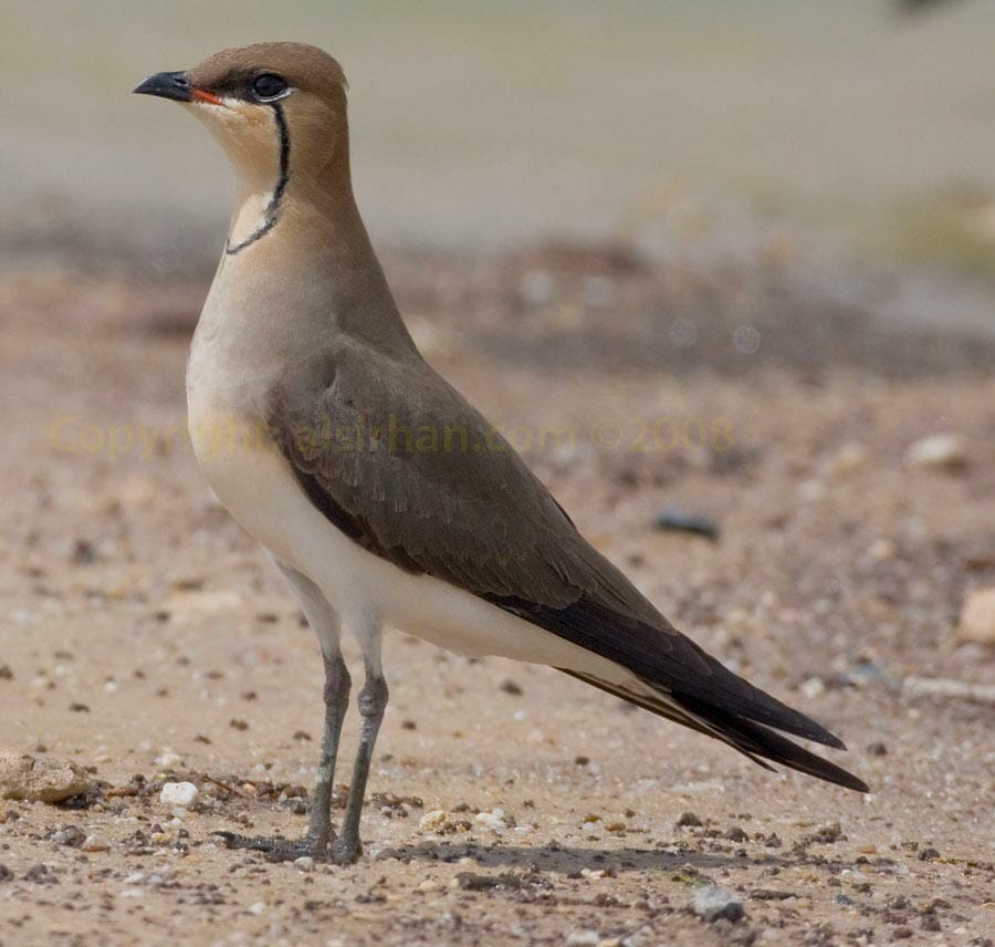 Oriental Pratincole Oriental Pratincole Glareola maldivarum