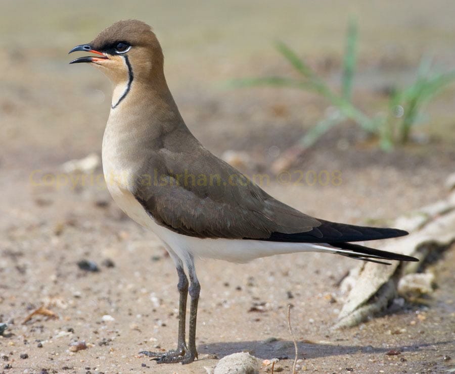 Oriental Pratincole Oriental Pratincole Glareola maldivarum