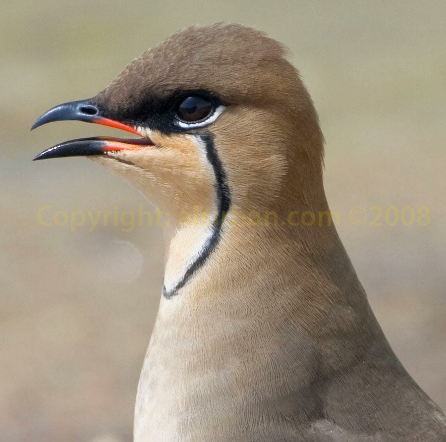 Oriental Pratincole Oriental Pratincole Glareola maldivarum