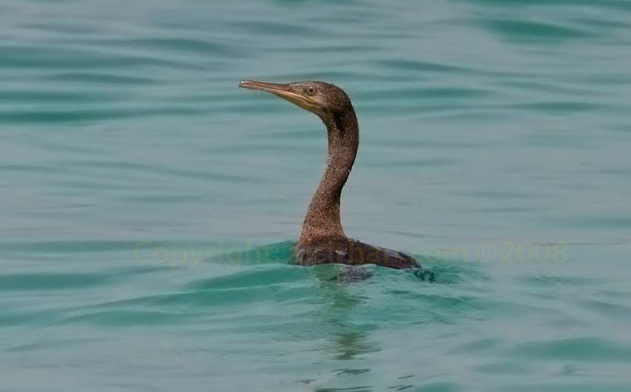 Socotra Cormorant Phalacrocorax nigrogularis swimming in water