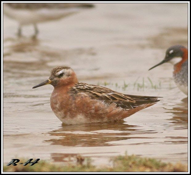 Grey Phalarope Phalaropus fulicarius in water