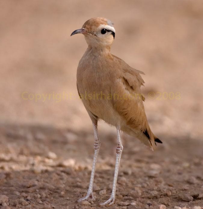Cream-coloured Courser Cream-coloured Courser Cursorius cursor standing on water