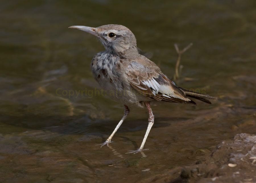 Hoope Lark Greater Hoopoe-Lark Alaemon alaudipes standing in water