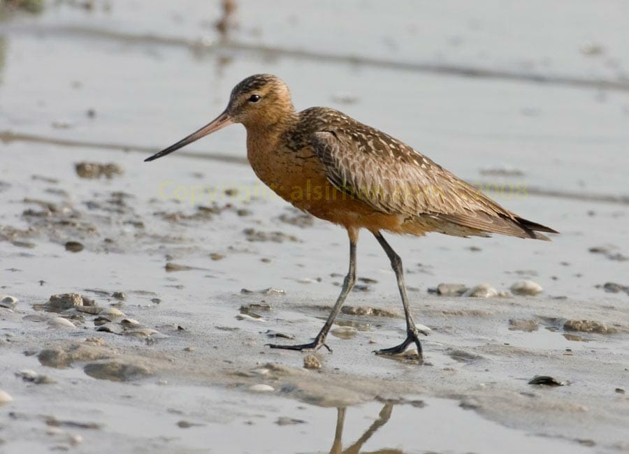 Bar-tailed Godwit Limosa lapponica