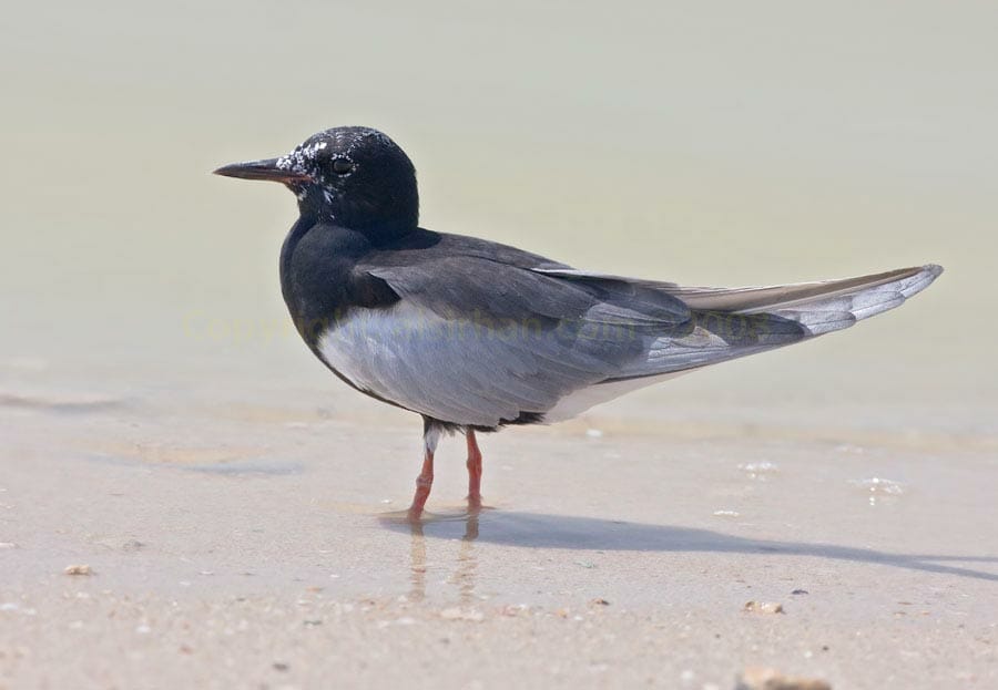 White-winged Tern standing at shoreline