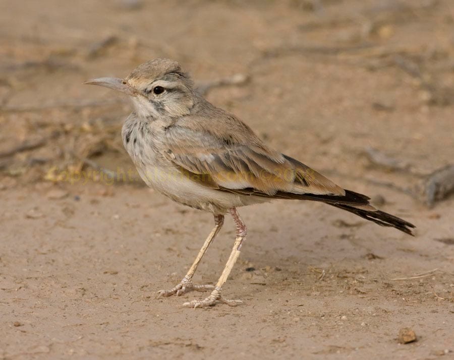 Eurasian Hoopoe Upupa epops on ground