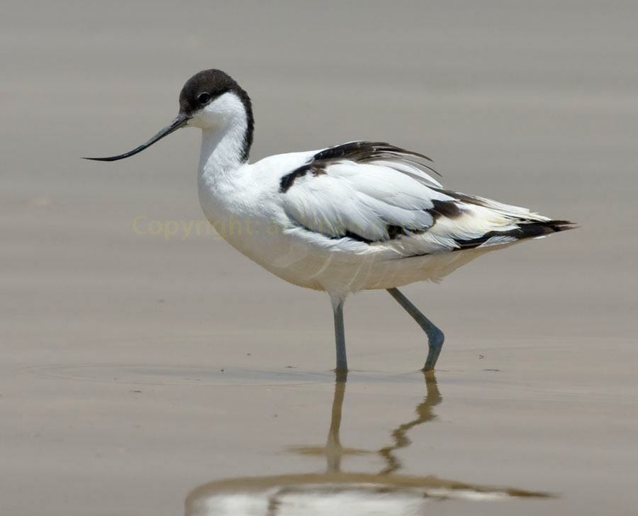 Pied Avocet Recurvirostra avosetta