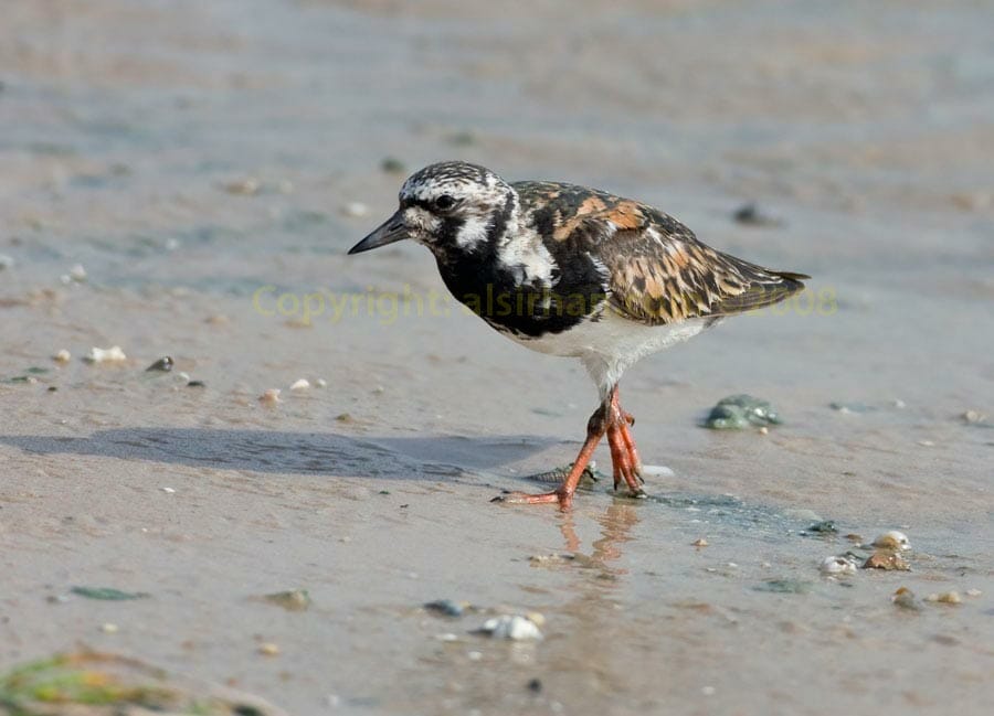 Ruddy Turnstone Arenaria interpres standing water