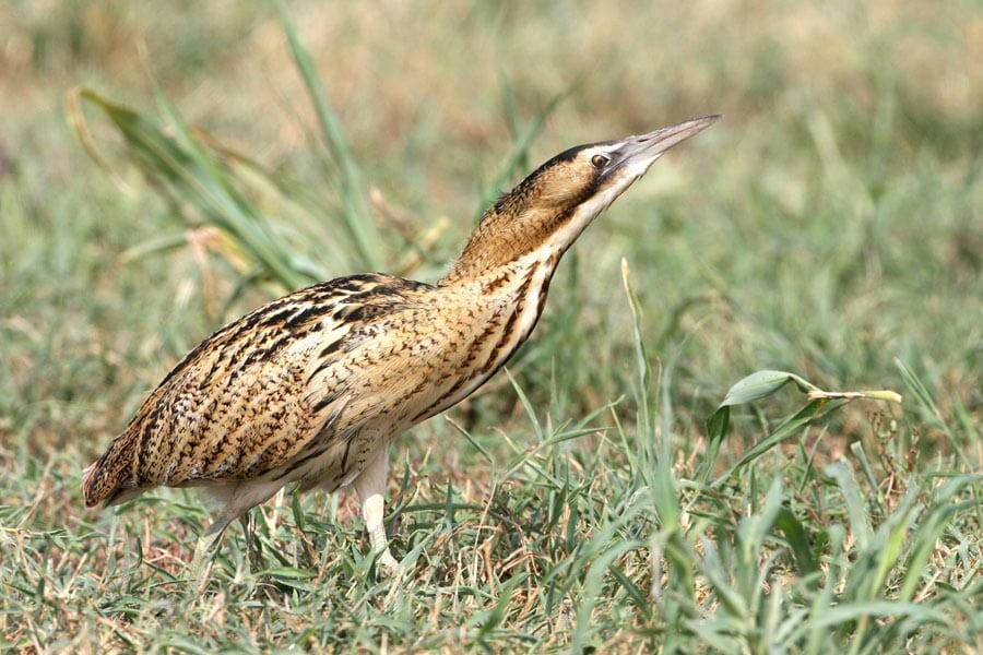 Eurasian Bittern Botaurus stellaris
