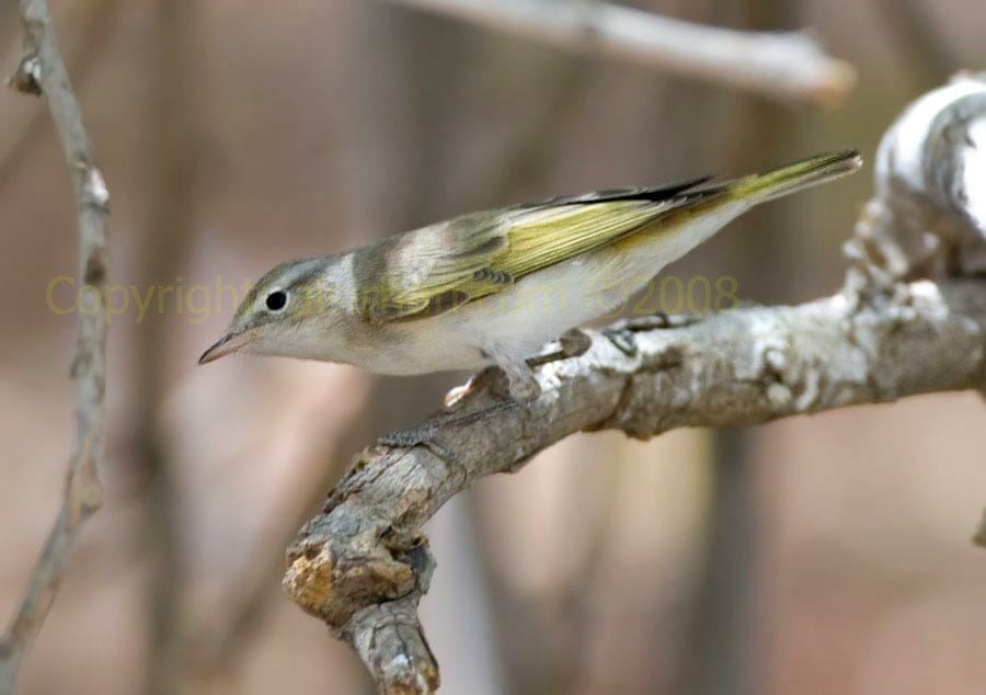Eastern Bonelli\'s Warbler Eastern Bonelli’s Warbler Phylloscopus orientalis on a branch