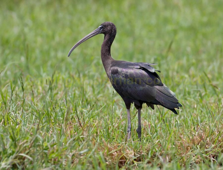 Glossy Ibis Glossy Ibis Plegadis falcinellus