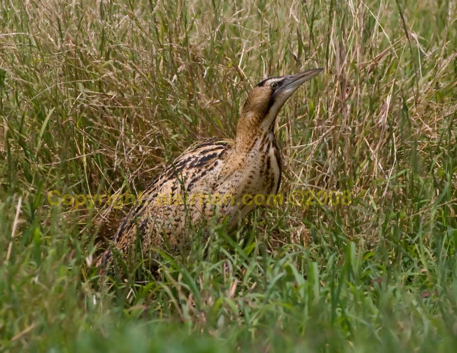 Great Bittern Eurasian Bittern Botaurus stellaris hiding in grass