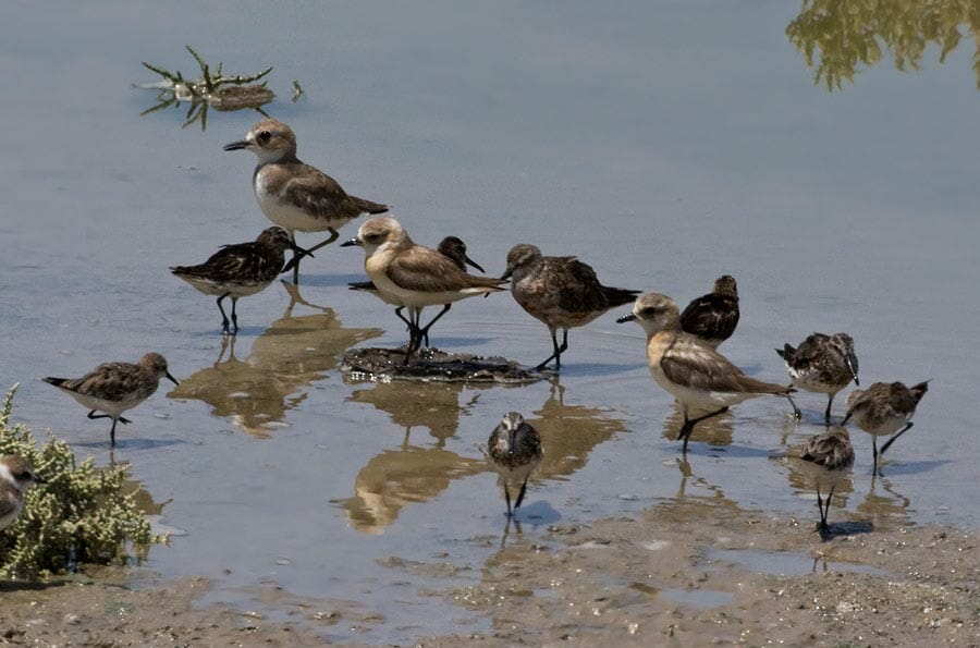 A flock! Lesser Sand Plover Anarhynchus atrifrons and Greater Sand Plover Anarhynchus leschenaultii standing in water