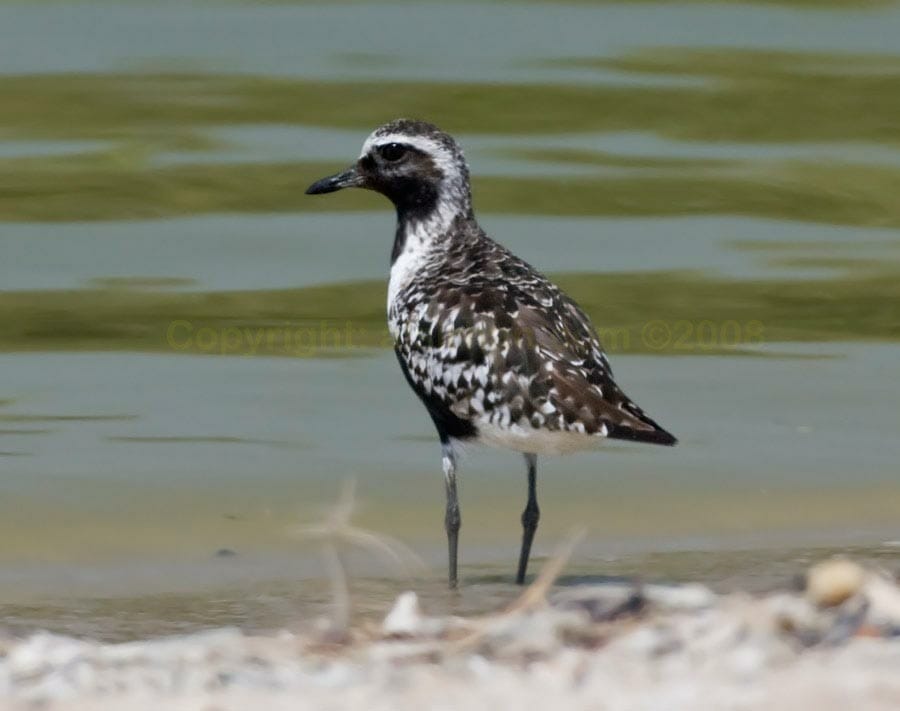 Grey Plover Grey Plover Pluvialis squatarola facing water