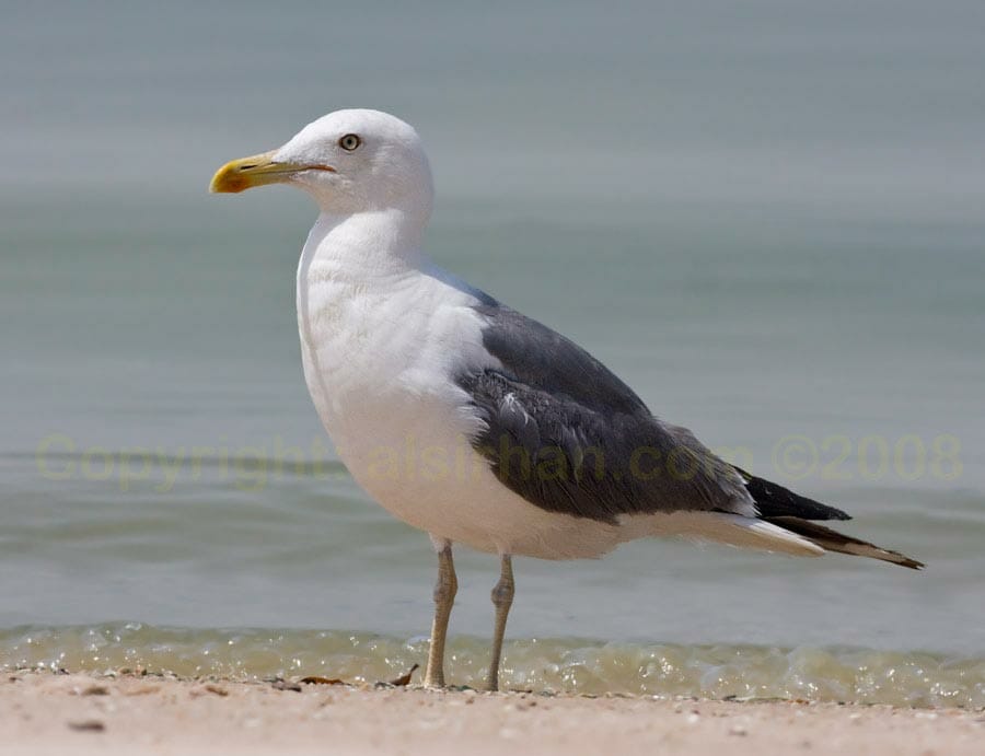 Heuglin\'s Gull Lesser Black-backed Gull Larus (fuscus/heuglini) heuglini at edge of water