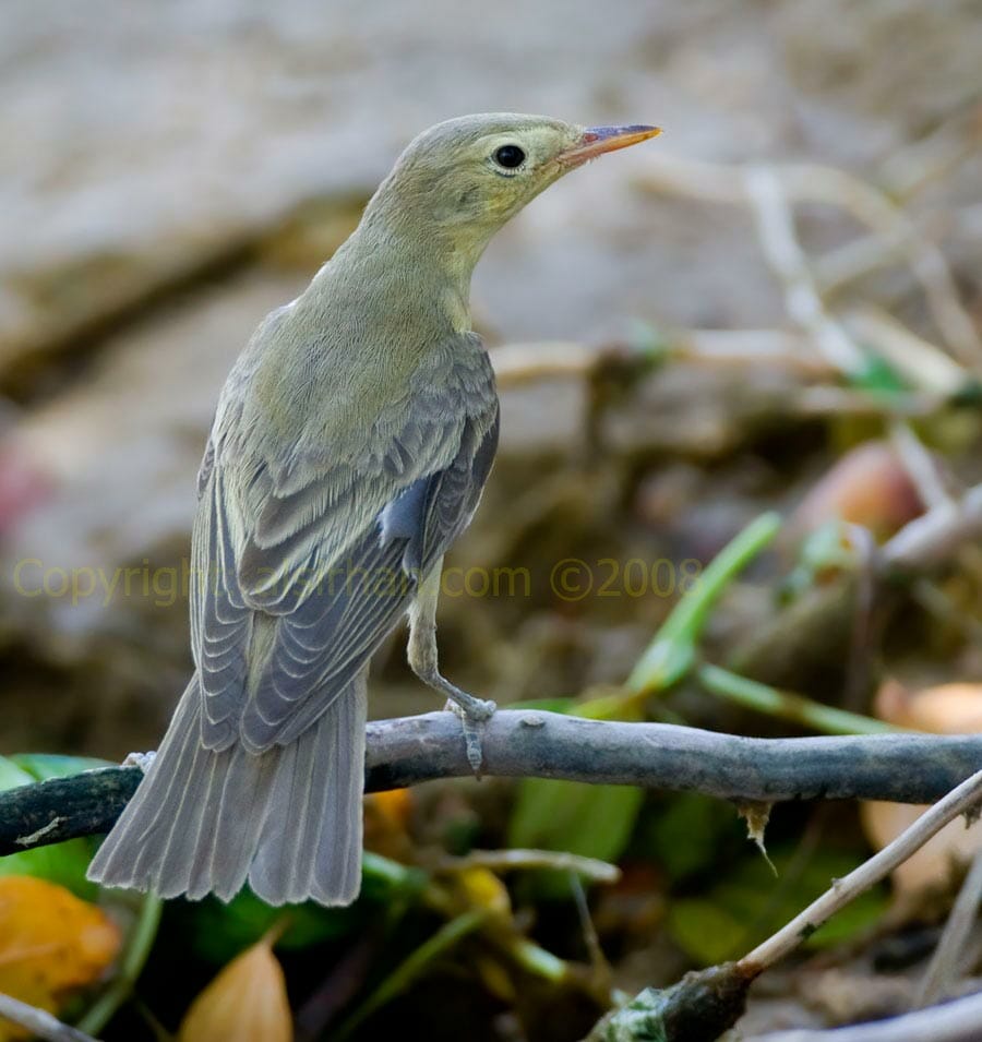 Icterine Warbler Icterine Warbler Hippolais icterina on a branch