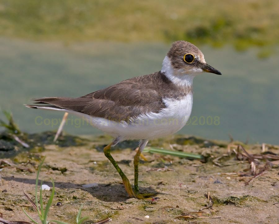 Little Ringed Plover Little Ringed Plover Charadrius dubius on ground near water