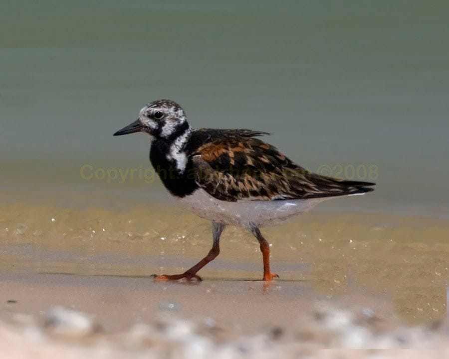 Ruddy Turnstone Ruddy Turnstone Arenaria interpres running at edge water