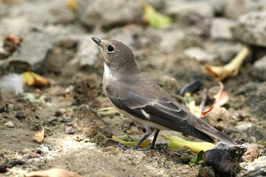 Semi-collared Flycatcher Ficedula semitorquata on ground