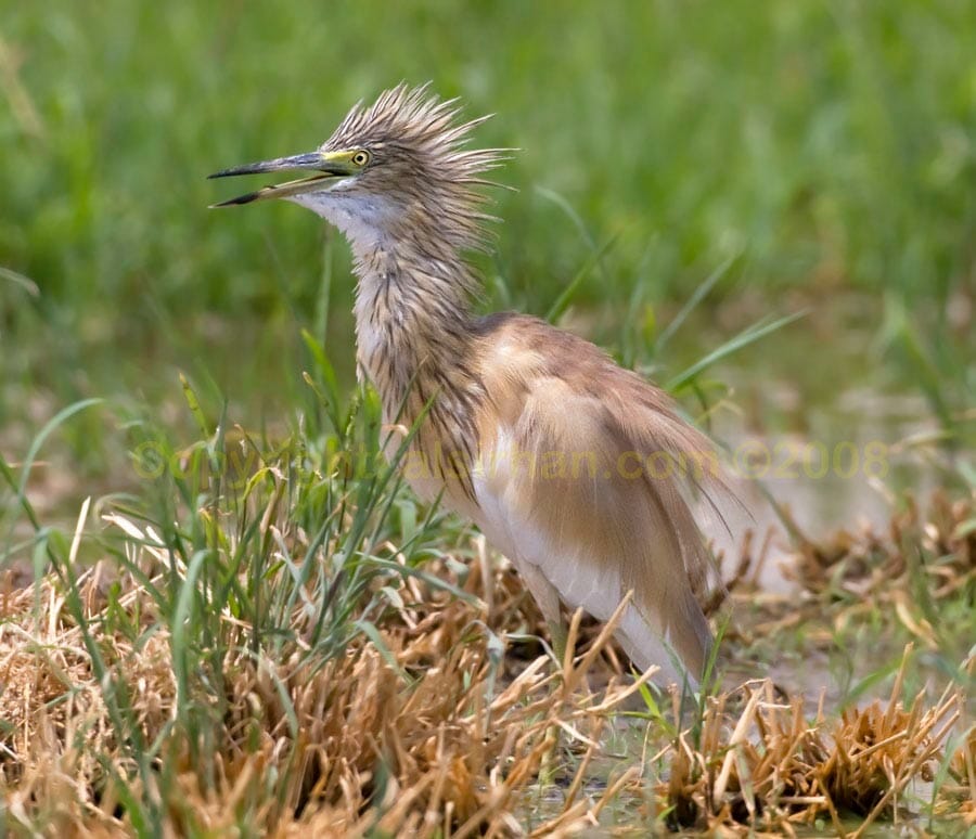 Squacco Heron Squacco Heron Ardeola ralloides on ground