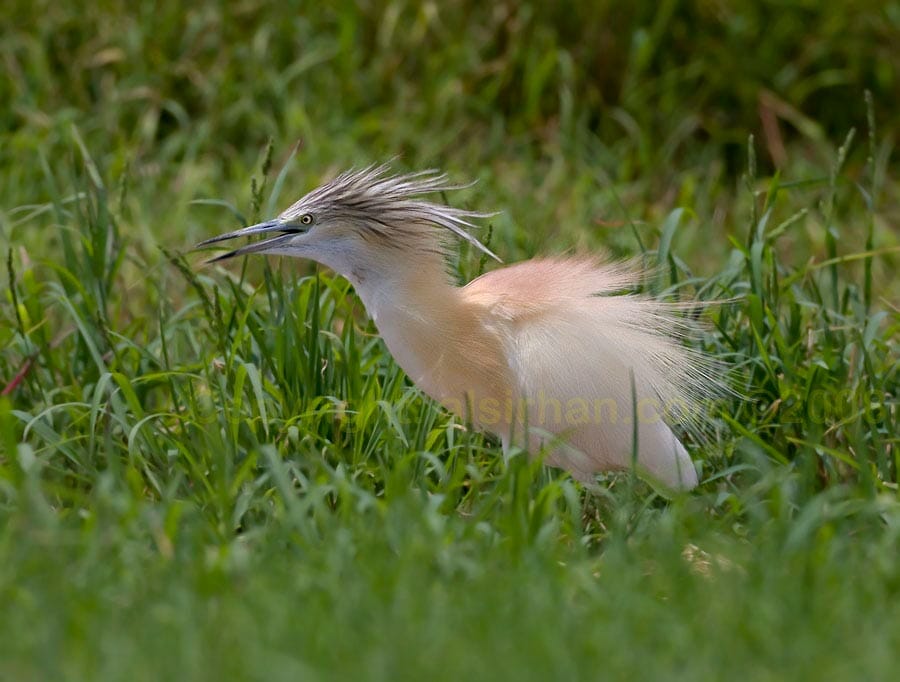 Squacco Heron Squacco Heron Ardeola ralloides on ground