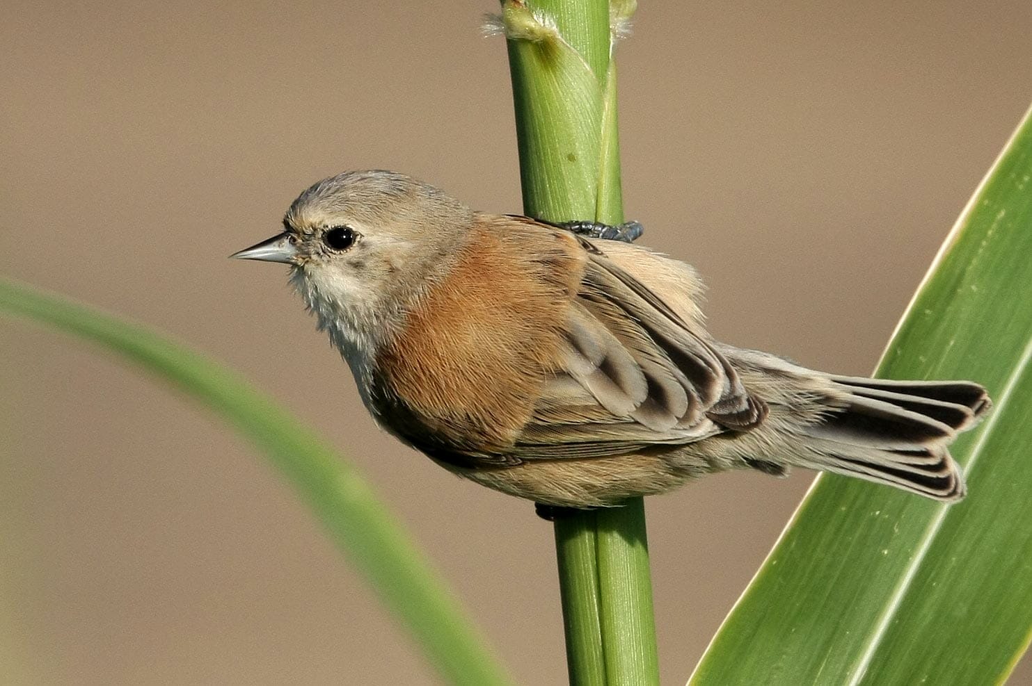 Eurasian Penduline Tit on a maize seeds