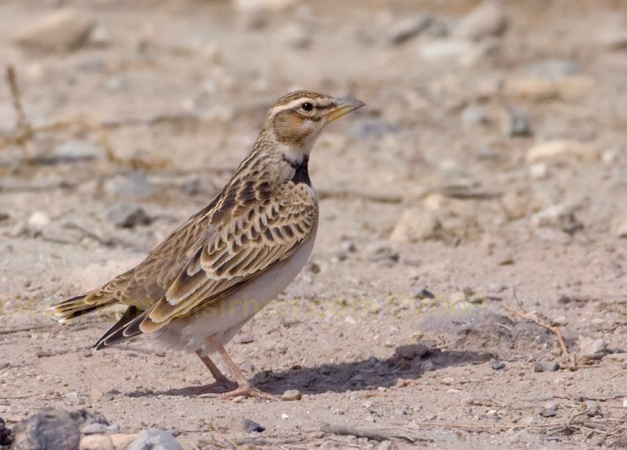 Bimaculated Lark Melanocorypha bimaculata