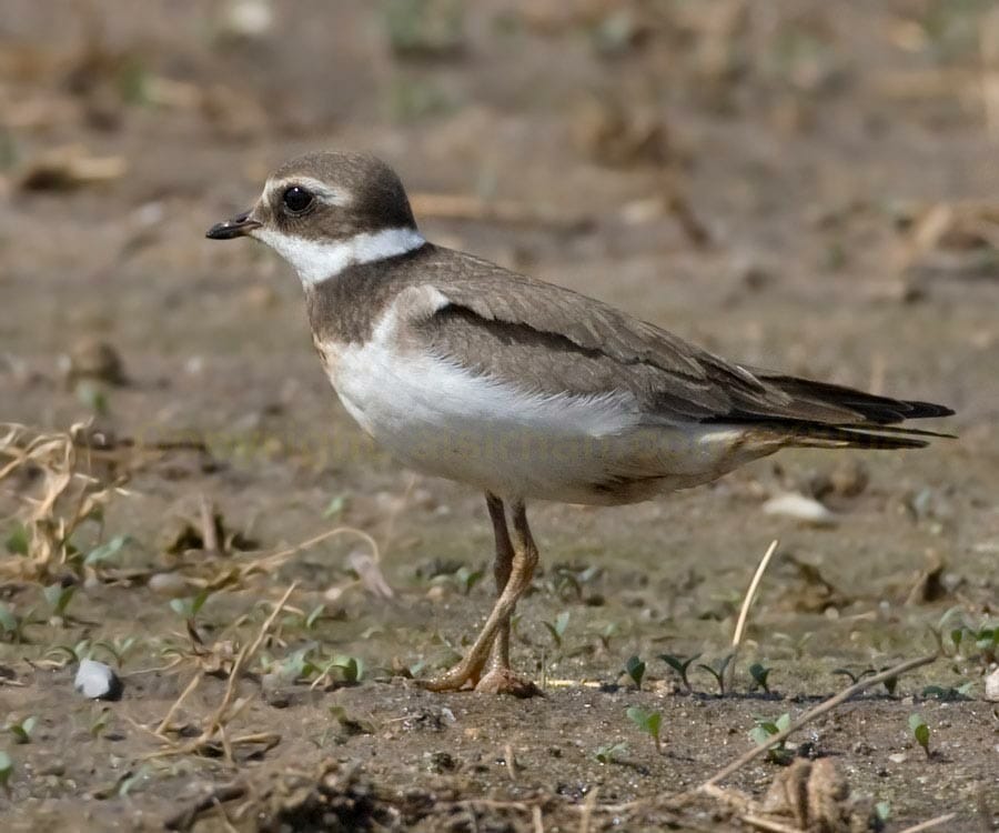 Common Ringed Plover