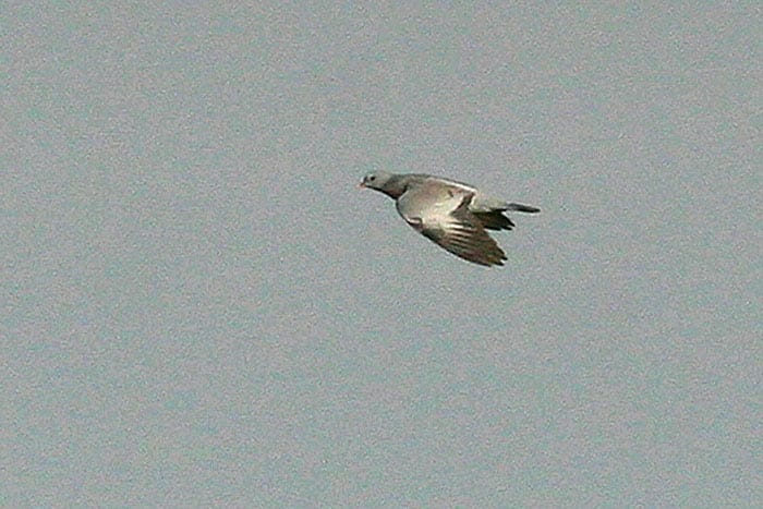 Stock Dove Columba oenas