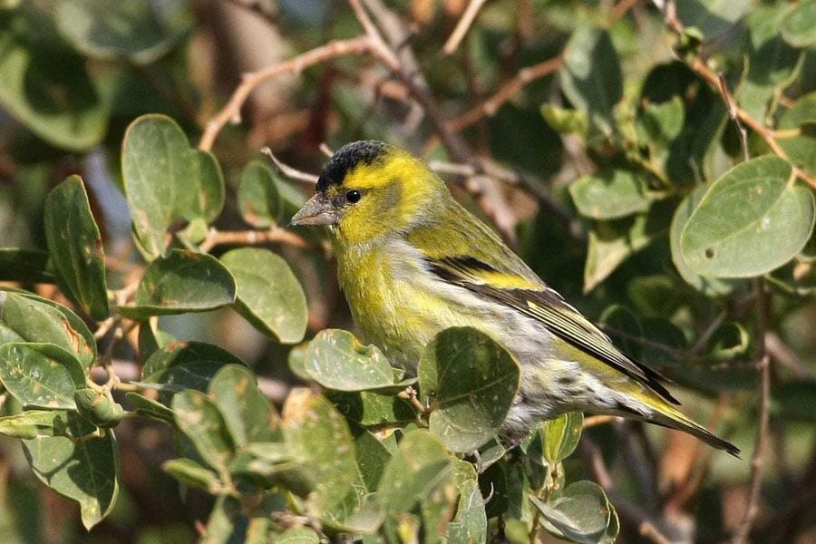 Eurasian Siskin Spinus spinus
