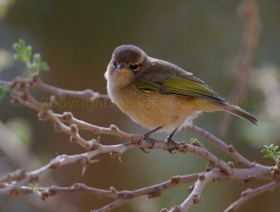 Brown Woodland Warbler on a branch of a tree