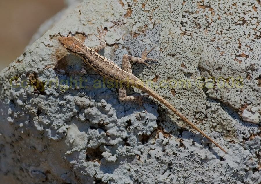Pristurus species on a rock