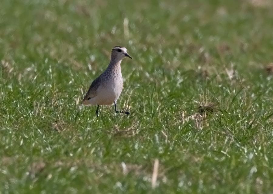 Sociable Lapwing Vanellus gregarius