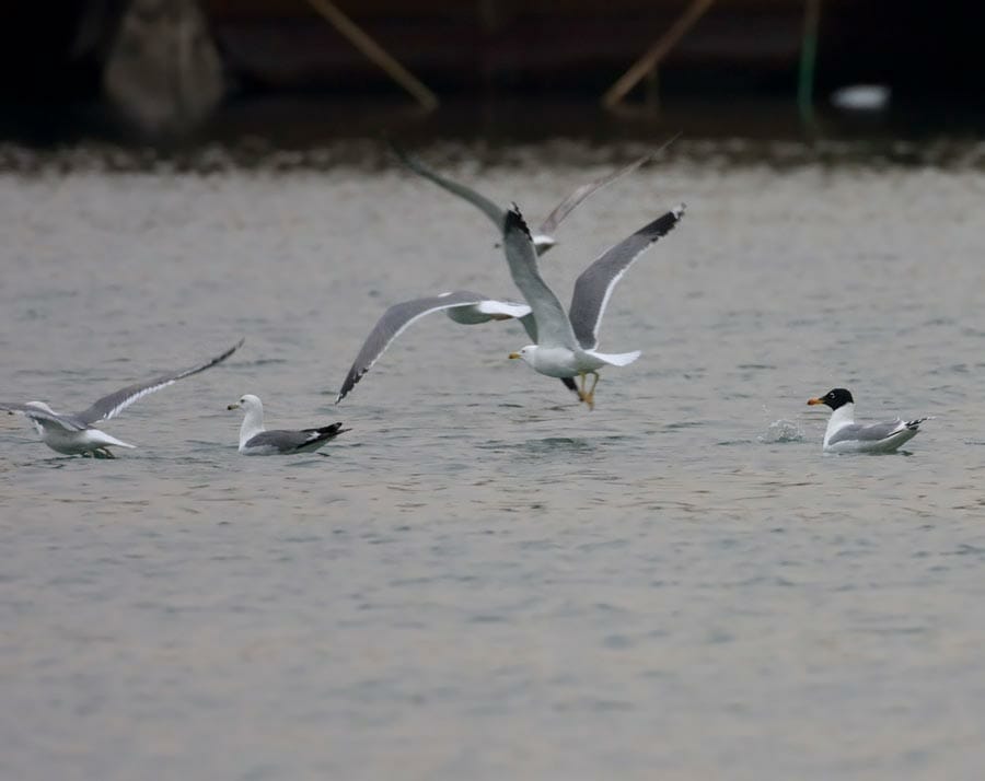 Armenian Gull taking off from sea