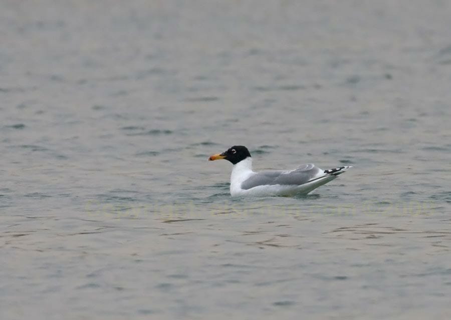 Pallas's Gull swimming in water