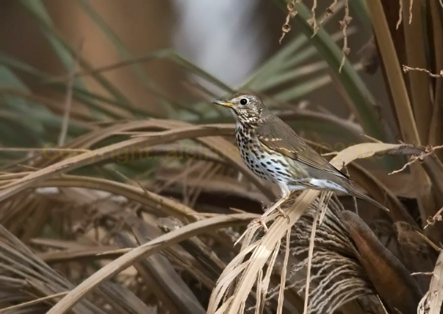 Song Thrush